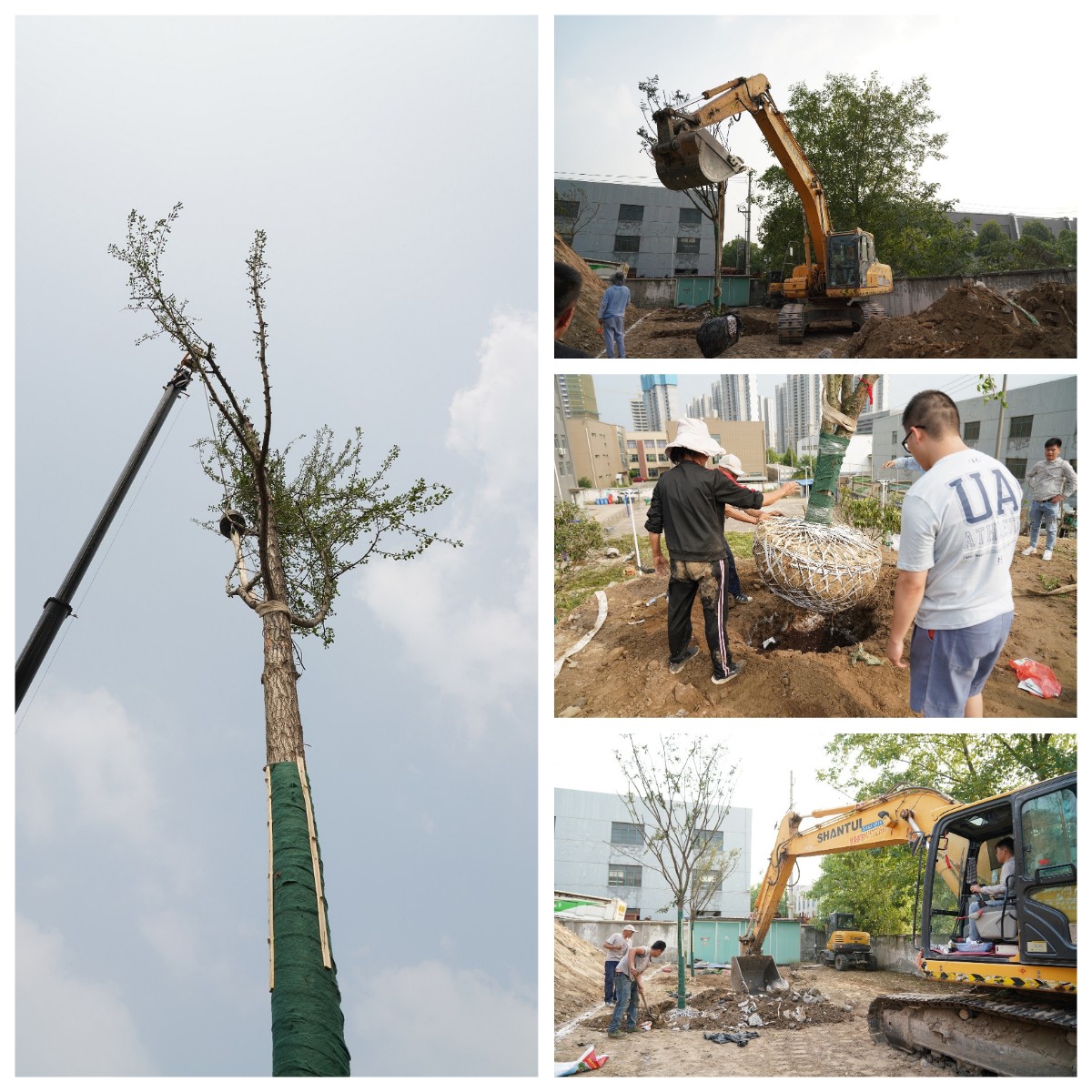 建設(shè)泰通家園 泰通科技舉辦樹木栽植活動